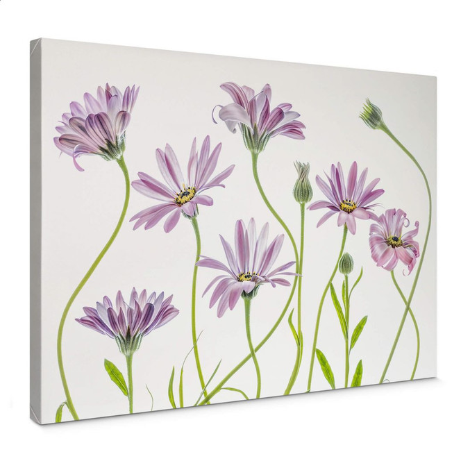 Leinwandbild Disher - Gänseblümchen