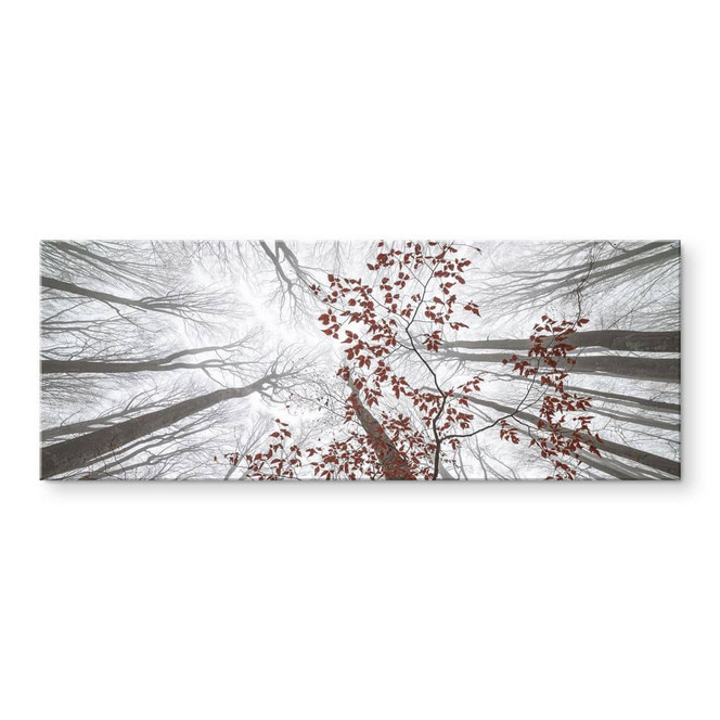 Acrylglasbild Baumkronen mit roten Blättern - Panorama - Coman