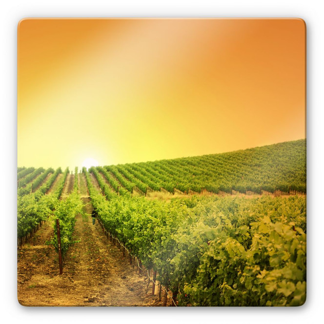 Glasbild Sonnenuntergang im Weinberg