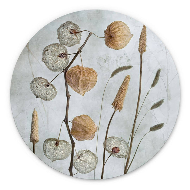 Wandbild Getrocknete Lampionblumen - Disher - Alu-Dibond - Rund