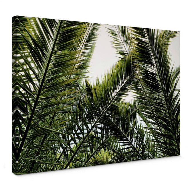 Leinwandbild Dattelpalme
