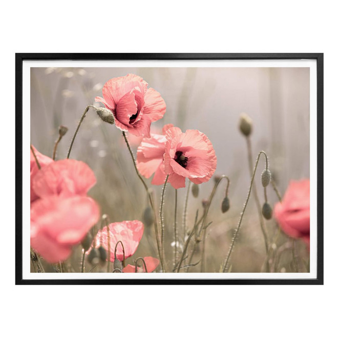 Poster Delgado - Mohnblumenromantik