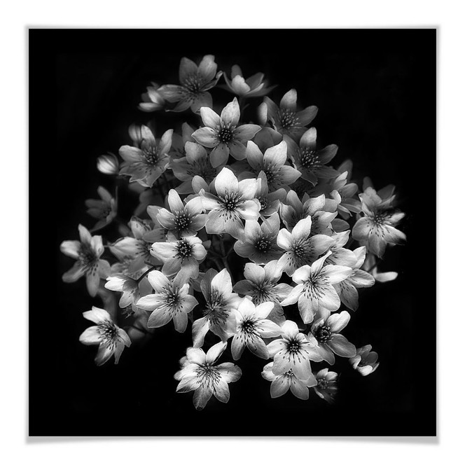 Poster Depaepe - Early Sensation