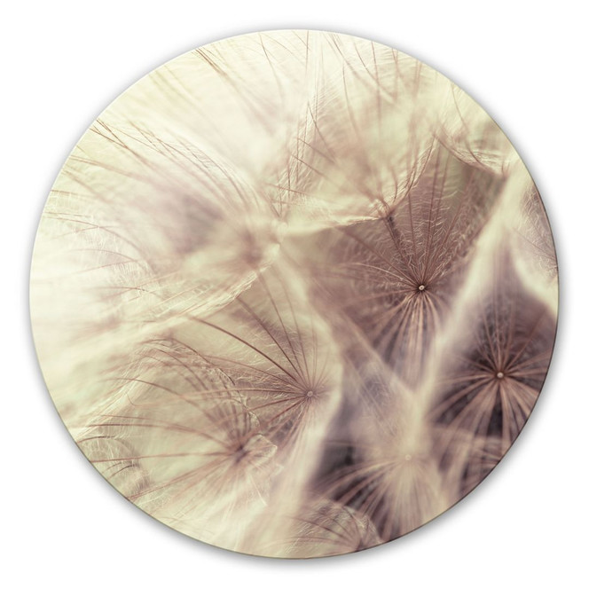 Glasbild Pusteblume Close Up - rund - Bild 1