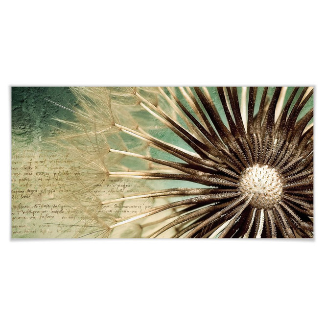 Poster Pusteblumen Poesie - Panorama