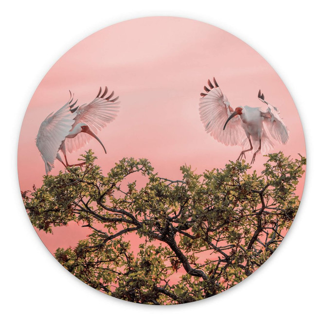 Rundes Wandbild Zhao - Vogelpärchen im Sonnenuntergang - Alu-Dibond