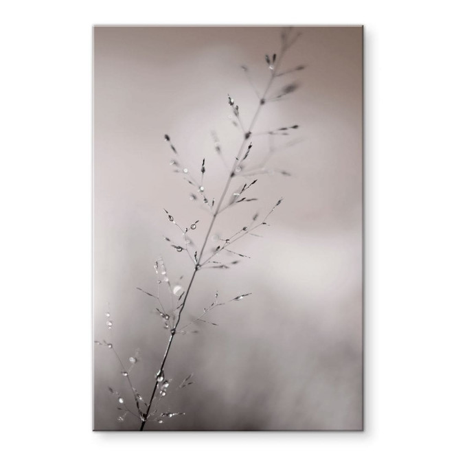 Acrylglasbild Grashalm mit Tautropfen - Sillen