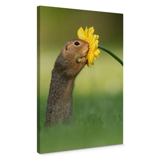 Leinwandbild van Duijn - Erdhörnchen schnuppert Blume (Hochformat)