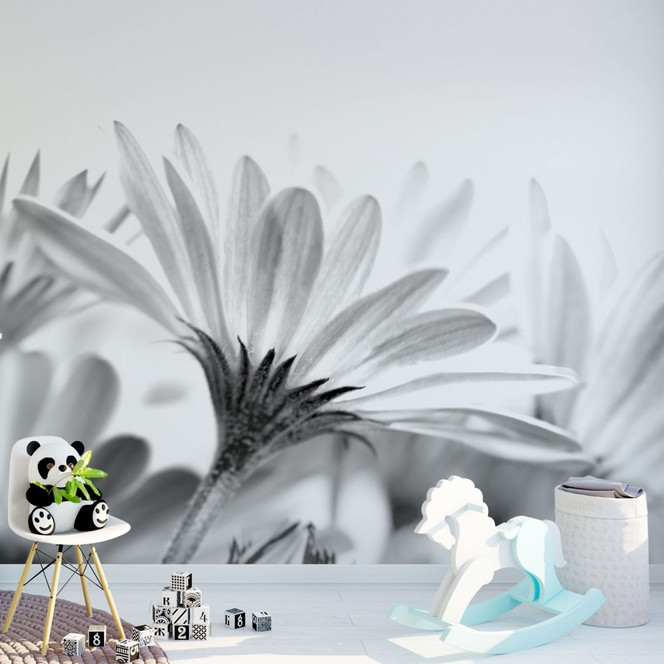 Fototapete Gänseblümchen im Detail - 240x260cm - Bild 1