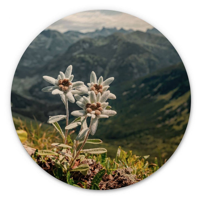 Holzbild Weisser Alpen-Edelweiss auf dem Berg - Rund