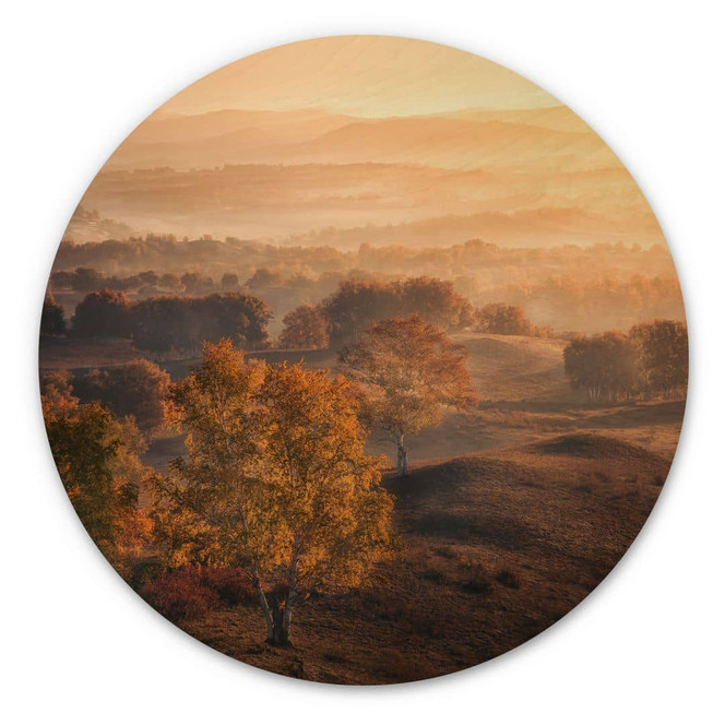 Holzbild Birkenbäume im goldenen Morgentau - Cui - Rund