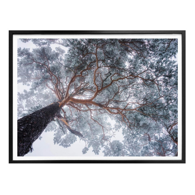 Poster Krivec - Baum im Winter