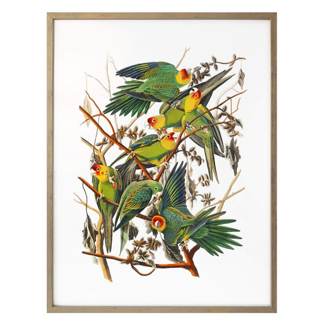 Poster Papageien