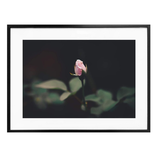 Poster Blüte einer Rose