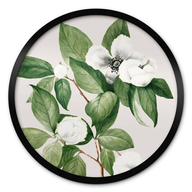 Poster Botanik Illustration einer Scheinkamelie - Walcott - Rund