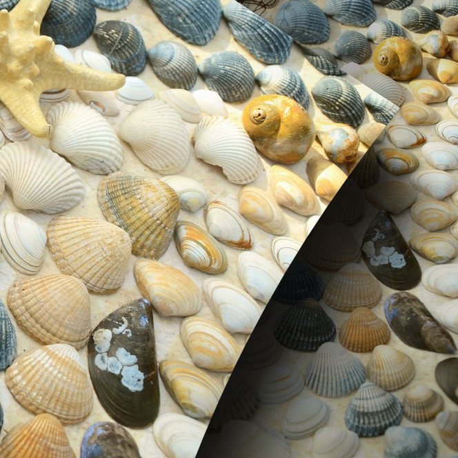 Möbelfolie, Dekofolie - abwischbar - Maritime Sea shell