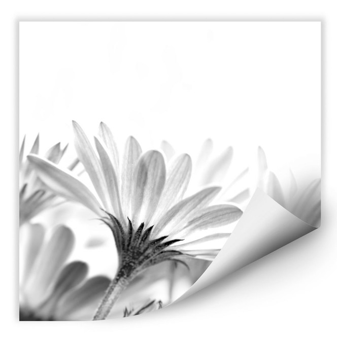 Wallprint Gänseblümchen im Detail - quadratisch