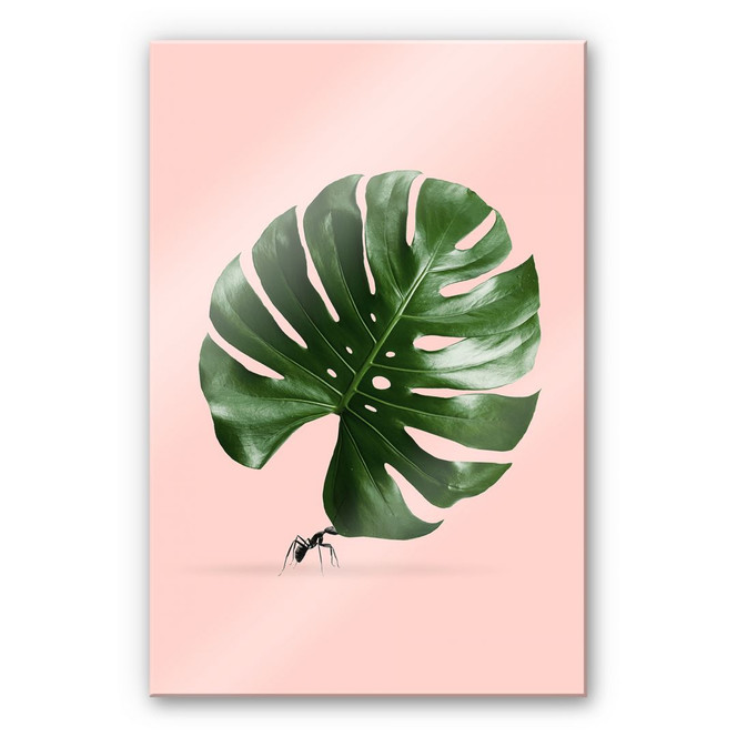 Acrylglasbild Loose - Monstera Ant