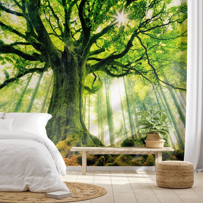 Fototapete Märchenwald - Waldtapete - Kiciak