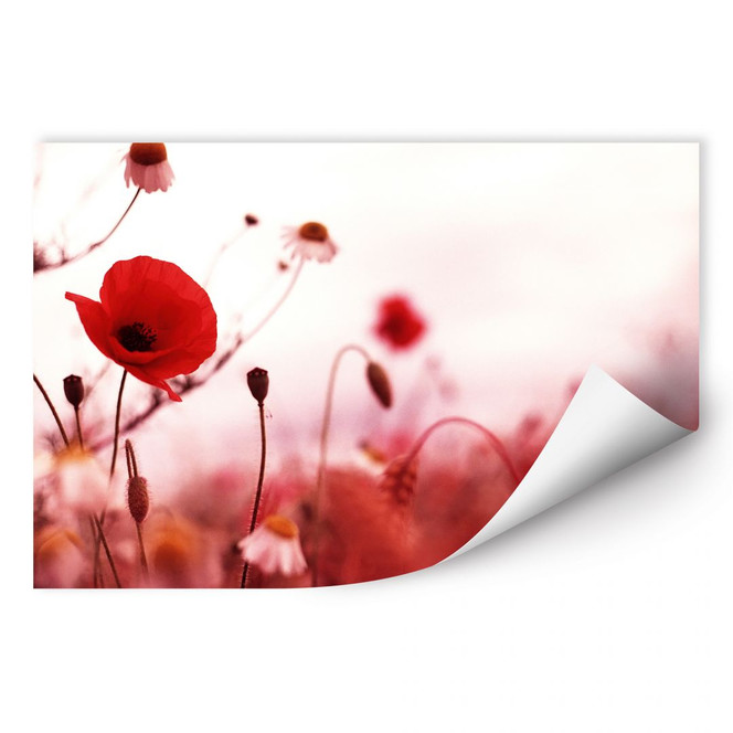 Wallprint Mohn Impressionen