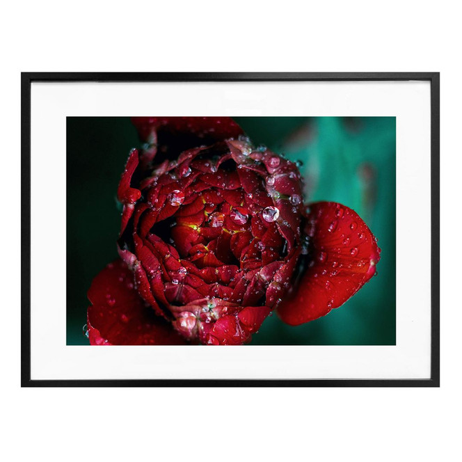 Poster Pfingstrose nach dem Regen