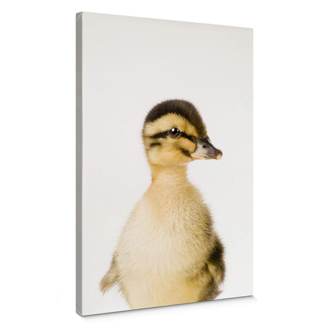 Leinwandbild Sisi & Seb - Entenküken
