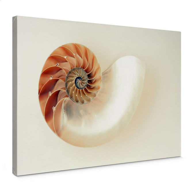 Leinwandbild Nautilus
