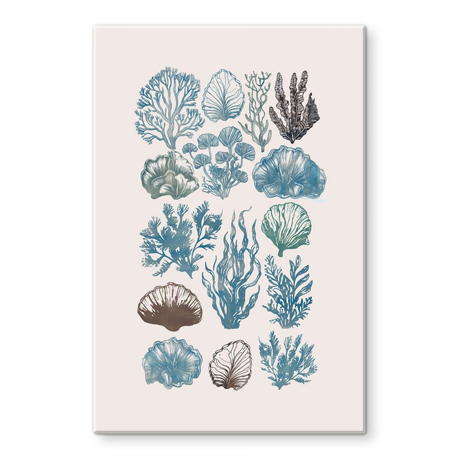 Glasbild Filigrane Algen und Muscheln | Maritime Illustration - casa cartissi
