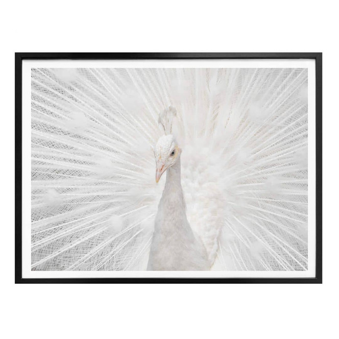 Poster Fegari - Weisser Pfau