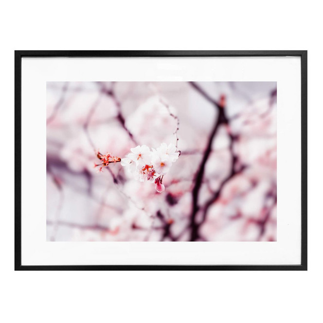 Poster Kirschblüte 02