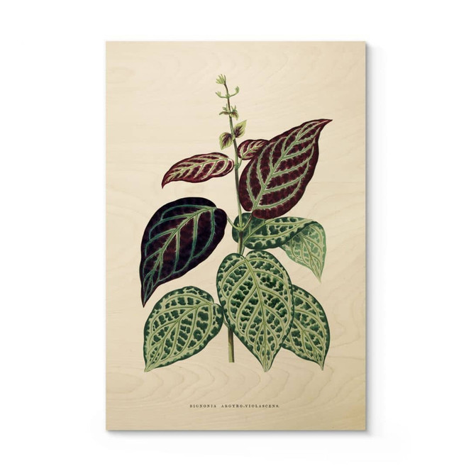 Holzbild Blatt Illustration - Bignonia Argyro Violascea