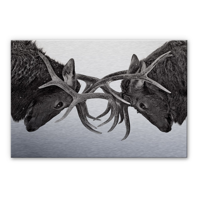 Alu-Dibond Bild Cumming - Machtkampf