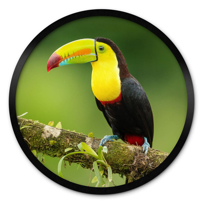 Poster van Duijn - Fischertukan in Costa Rica - Rund