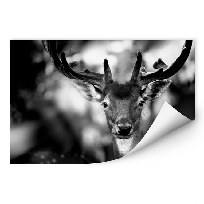 Wallprint Sandra - Junger Hirsch