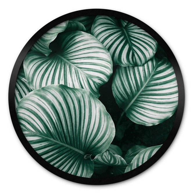 Poster Urban Jungle - Calathea Orbifolia - Rund