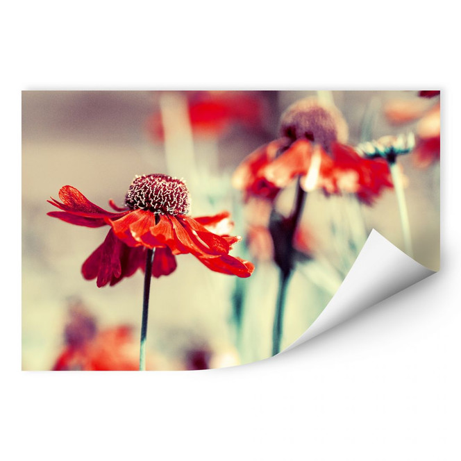 Wallprint Roter Sonnenhut