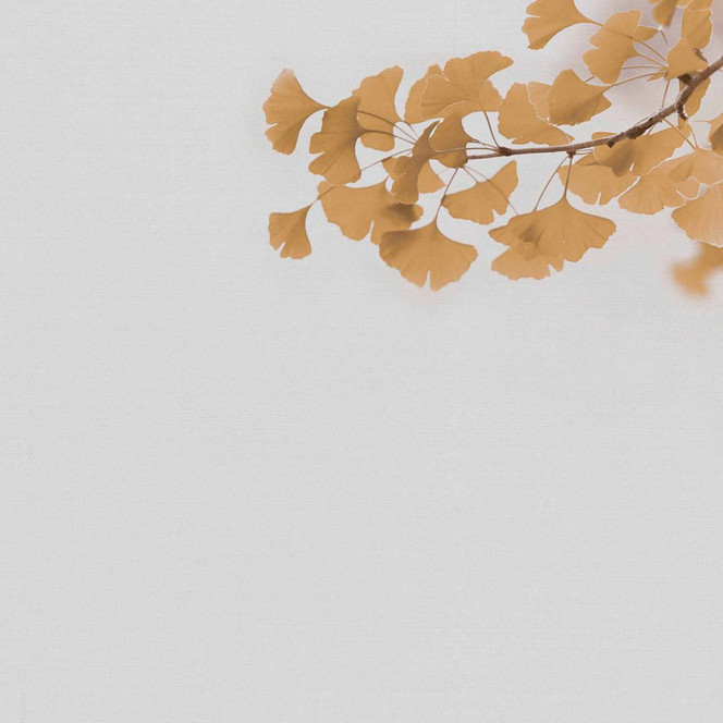 Fototapete Betonoptik Ginkgo2 in grau braun - Vliestapete Designwalls 2 - 2.55x3.5 m