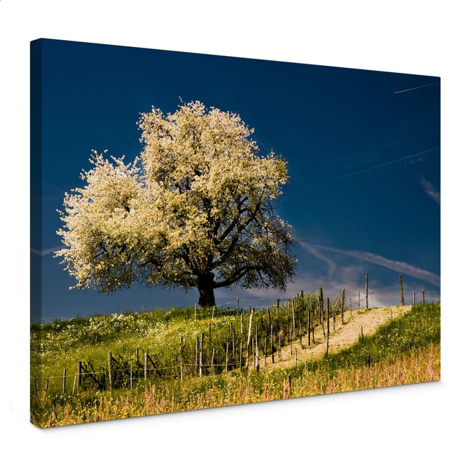 Leinwandbild Blütenpracht im April
