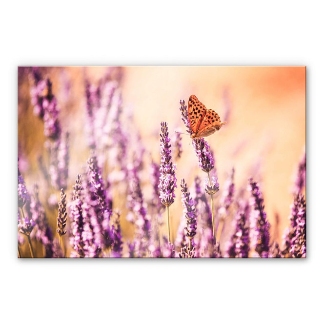 Acrylglasbild Colombo - Der Schmetterling im Lavendel