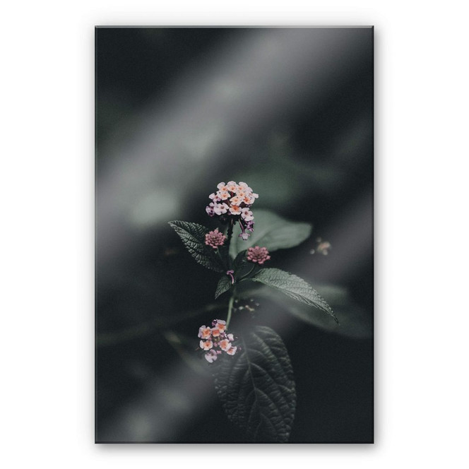 Acrylglasbild Zarte rosa Blüte