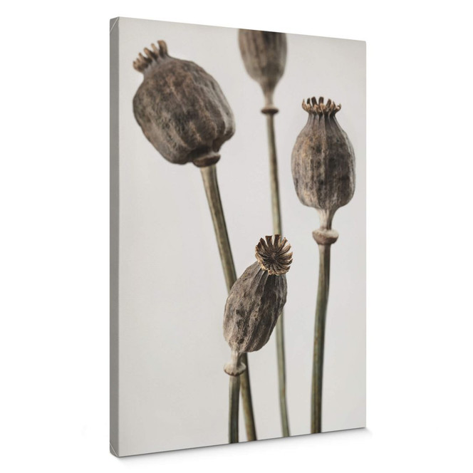Leinwandbild 1X Studio - Getrocknete Mohnköpfe