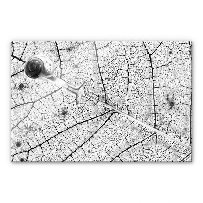 Acrylglasbild Bravin - Transparenzen