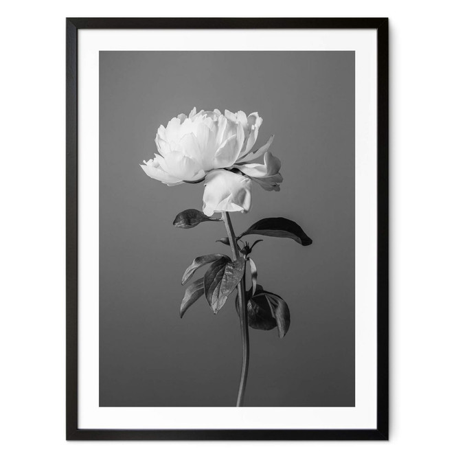 Poster 1X Studio - Pfingstrose schwarz-weiss