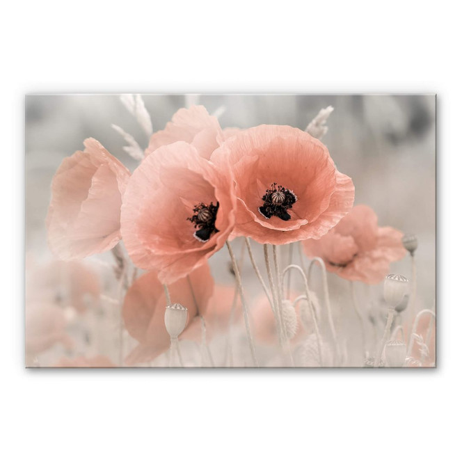 Acrylglasbild Delgado - Mohn in Pastell