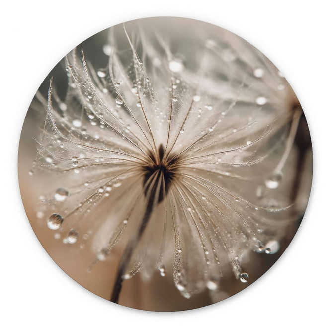 Wandbild Pusteblume in Morgentau - Treechild - Alu-Dibond - Rund
