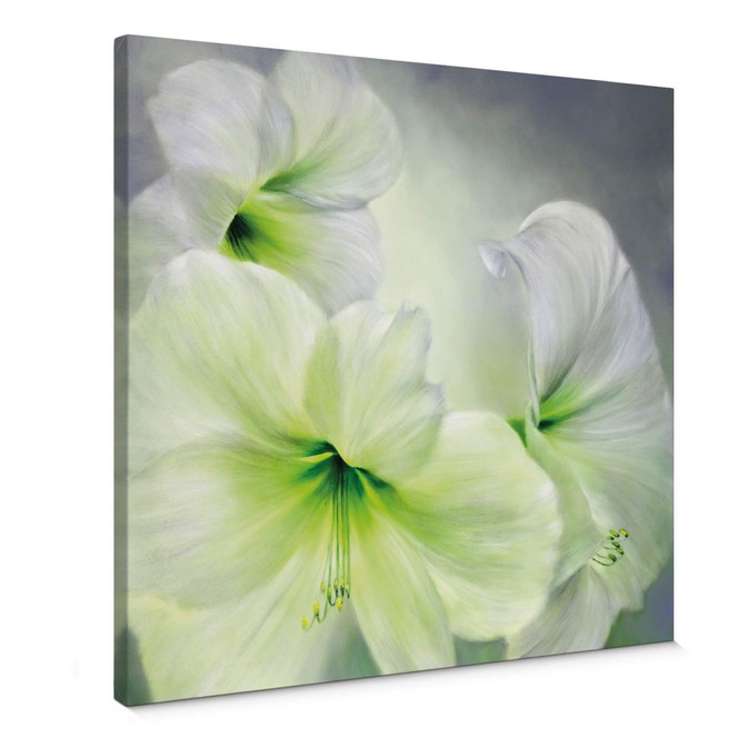 Leinwandbild Schmucker - Weisse Amaryllis
