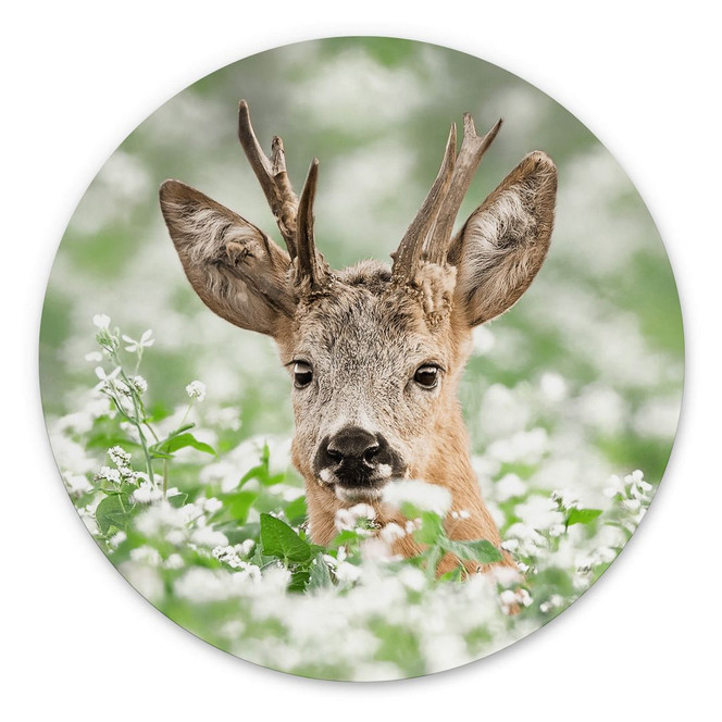 Alu-Dibond van Duijn - Junger Rehbock im Heidekraut - Rund