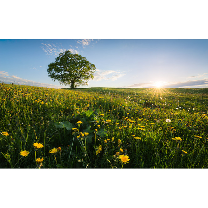 Fototapete Frühling auf dem Land