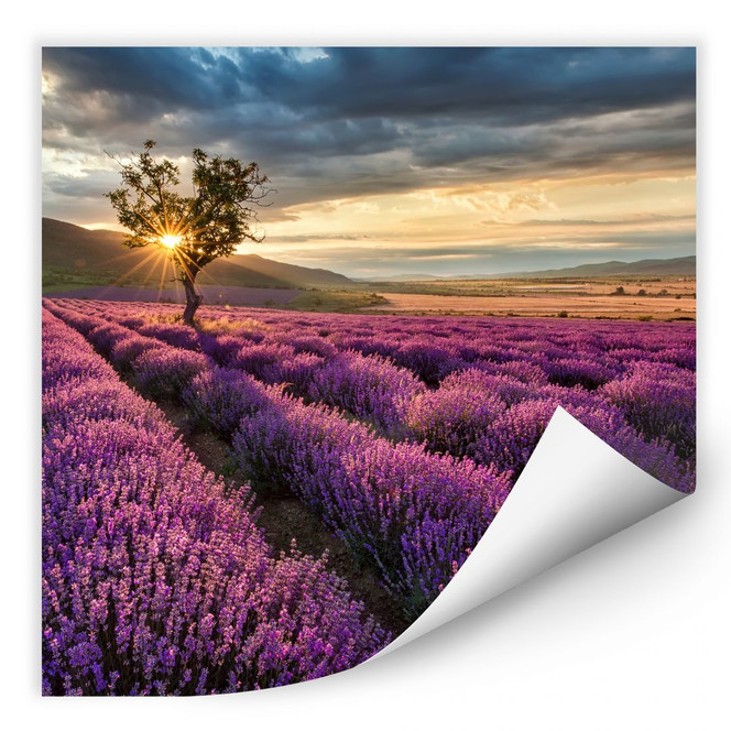 Wallprint Lavendelblüte in der Provence - quadratisch