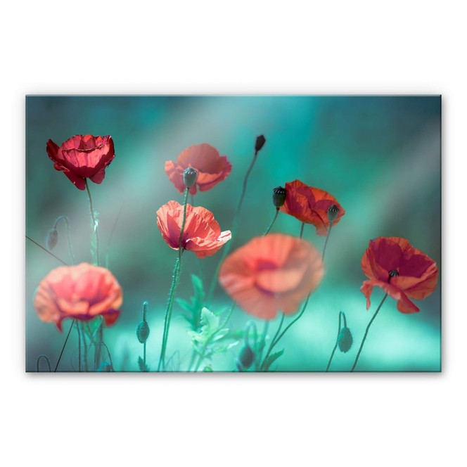 Acrylglasbild Delgado - Mohn Aquamarin